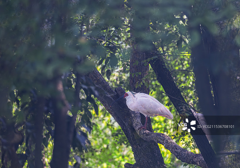 西安周至秦岭四宝：大熊猫、朱鹮、金丝猴、羚牛图片素材