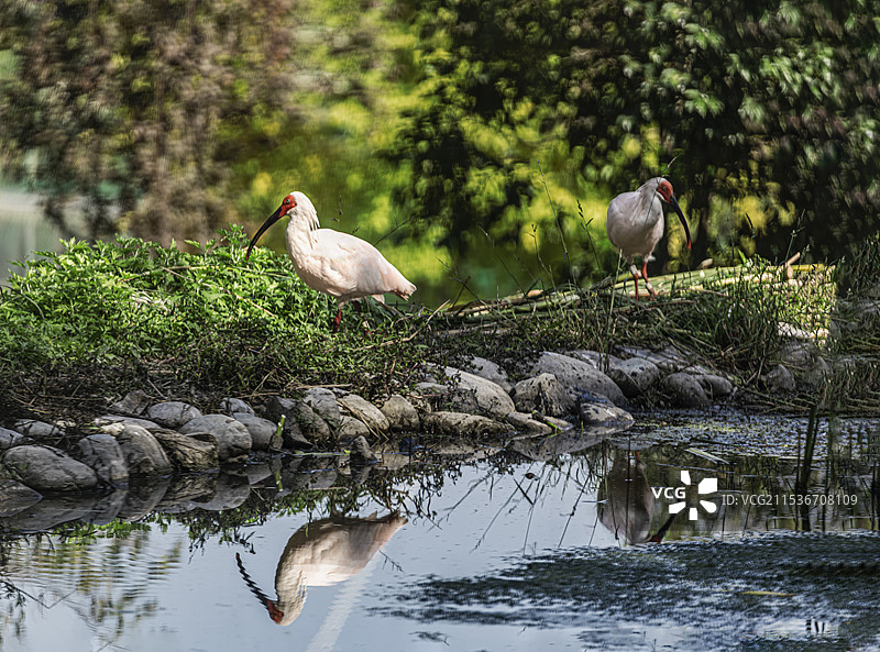 西安周至秦岭四宝：大熊猫、朱鹮、金丝猴、羚牛图片素材