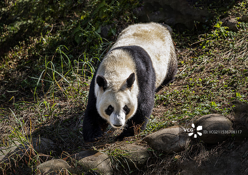 西安周至秦岭四宝：大熊猫、朱鹮、金丝猴、羚牛图片素材
