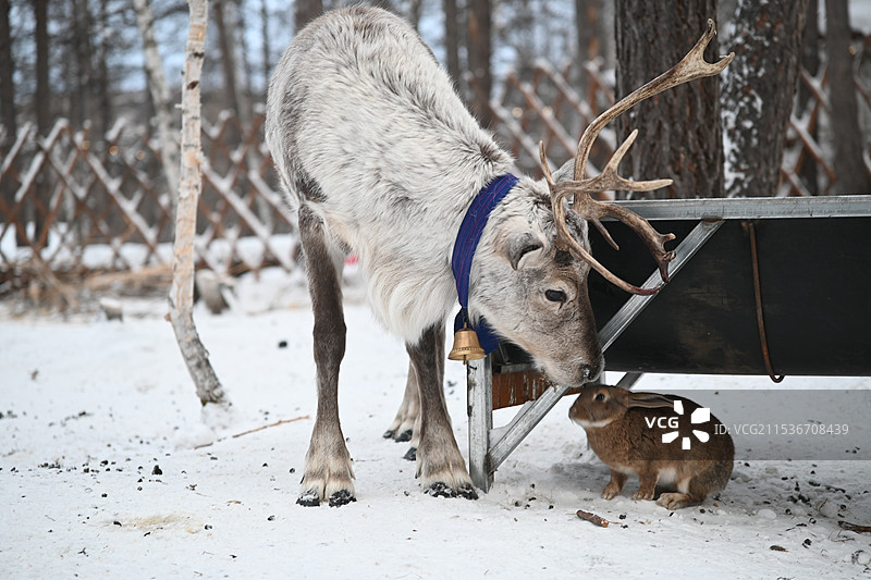 鄂温克族驯鹿部落图片素材