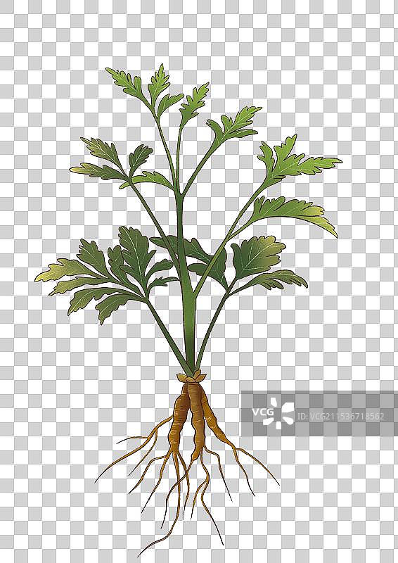 黄连中草药国潮国风水彩插画图片素材