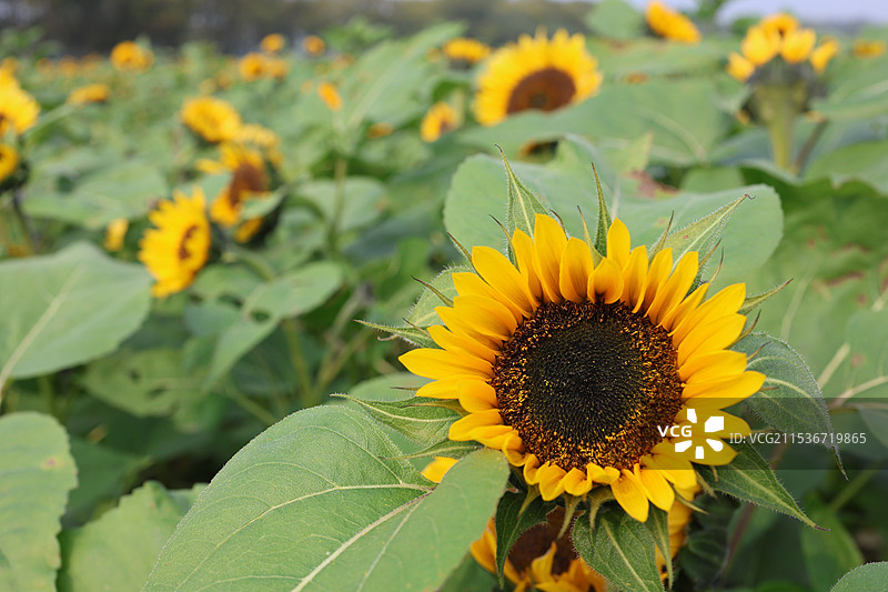 向日葵图片素材