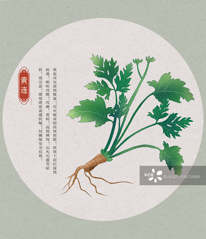 黄连中草药国潮国风水彩插画图片素材