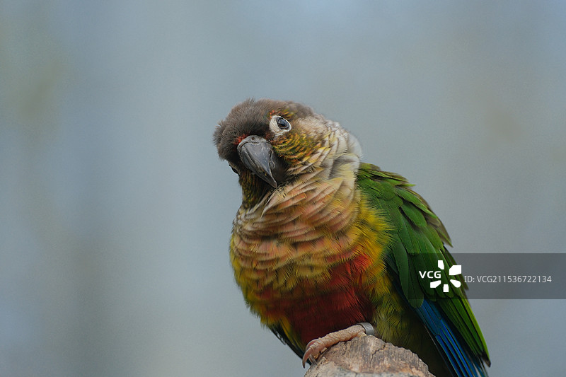 红山动物园 鹦鹉图片素材
