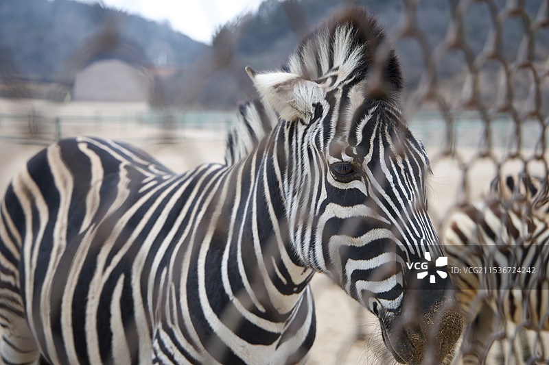 北京八达岭野生动物世界图片素材