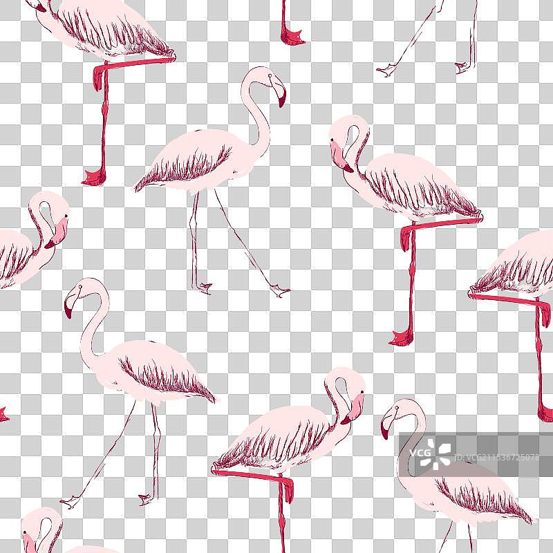 火烈鸟的素描图片素材