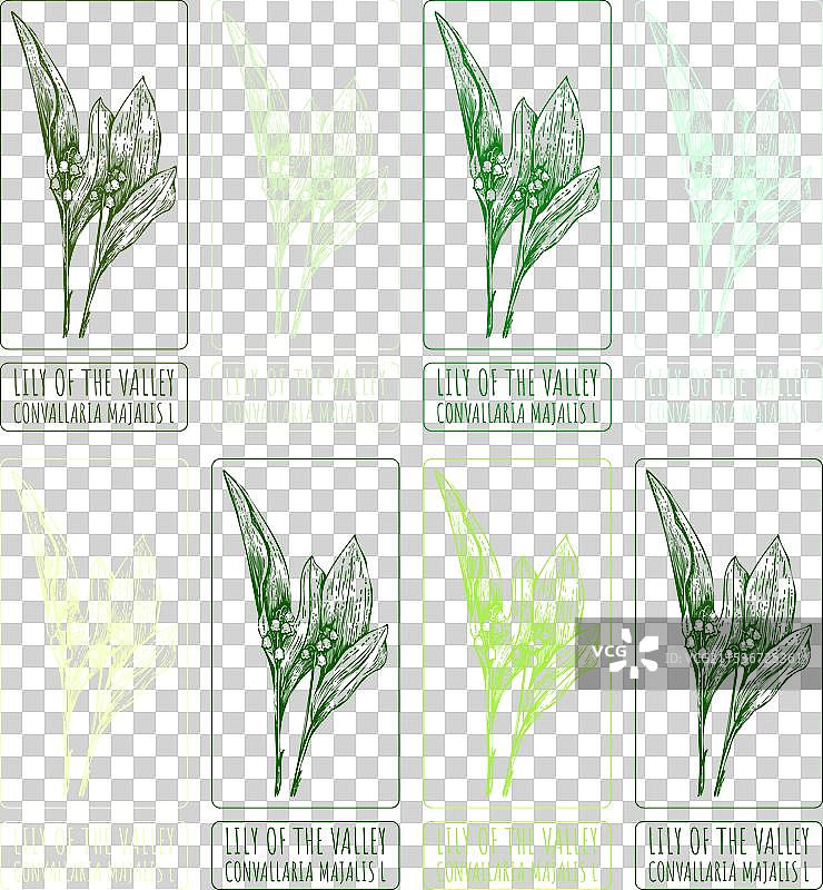 一组铃兰的绘画作品图片素材