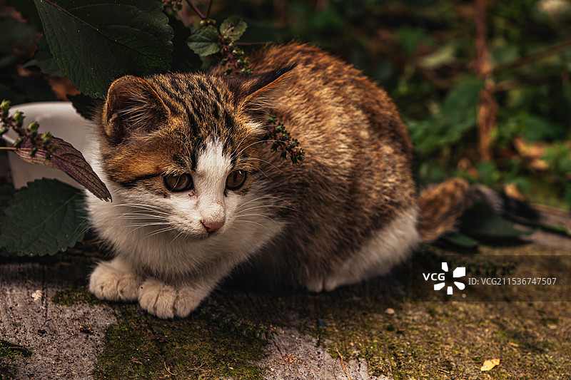 野外生活的猫图片素材