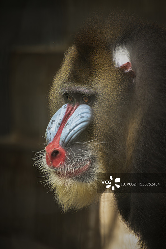 上海动物园山魈图片素材