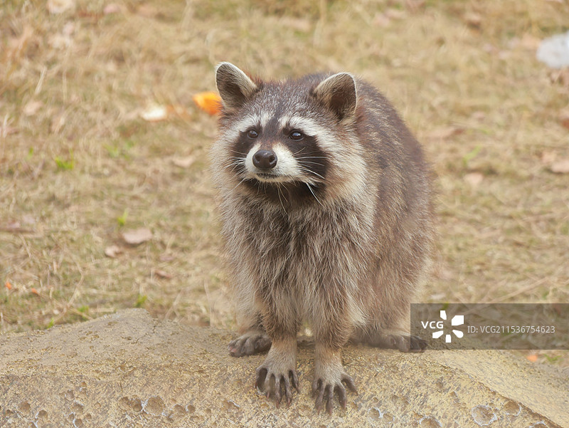 小浣熊图片素材