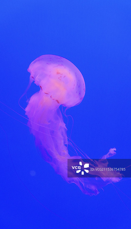 水母哦图片素材