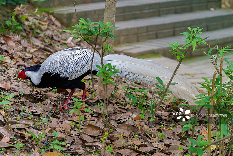 栖息野外的白鹇图片素材
