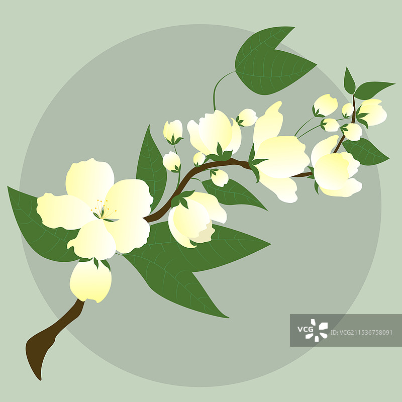 一支梨花插画图片素材