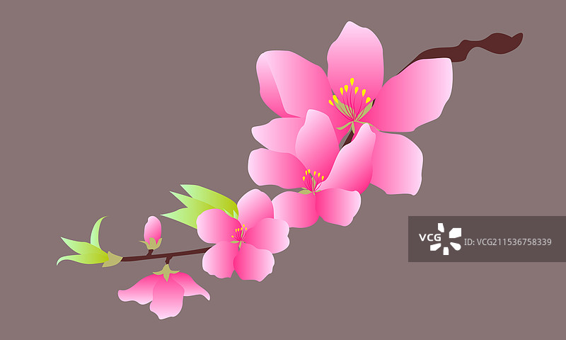 一支桃花枝矢量图片素材