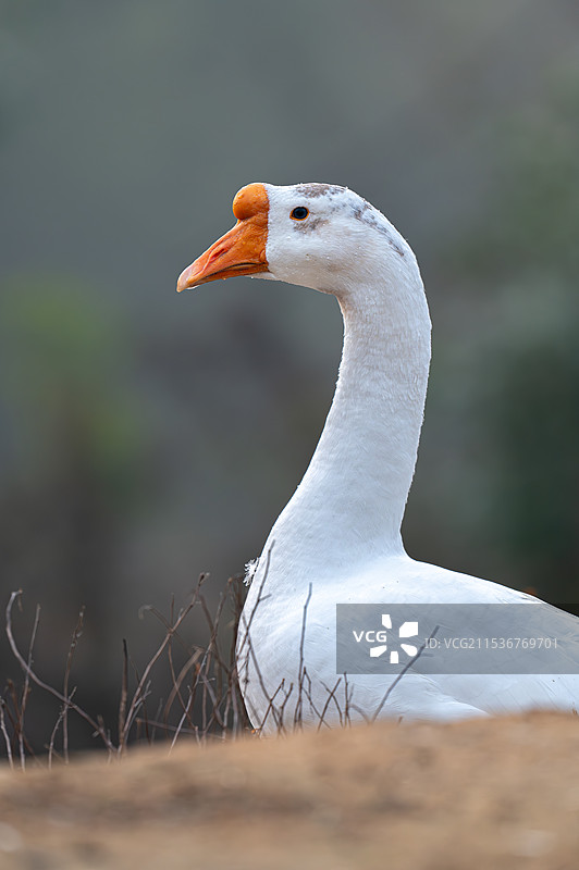 一只鹅的特写图片素材