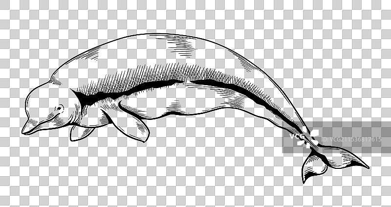 手绘的白鲸在水中游泳的素描图片素材