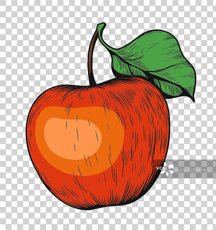 复古风格的红苹果素描，独立展示图片素材