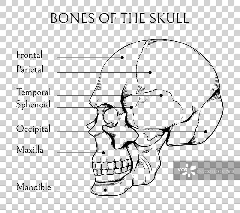 手绘人类颅骨面部骨骼素描图片素材