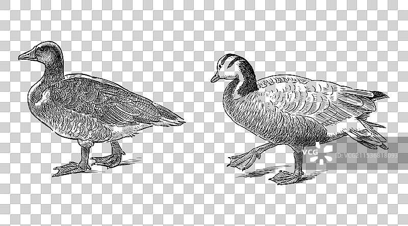 两只野鹅在水中行走的素描图片素材