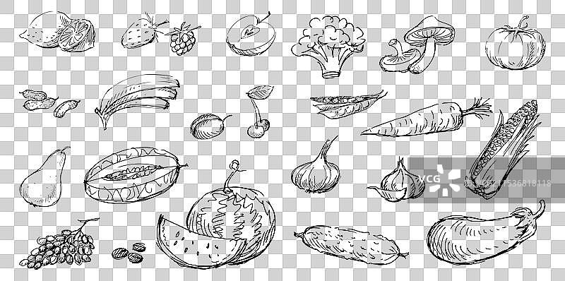 各种成熟水果和蔬菜的素描图片素材