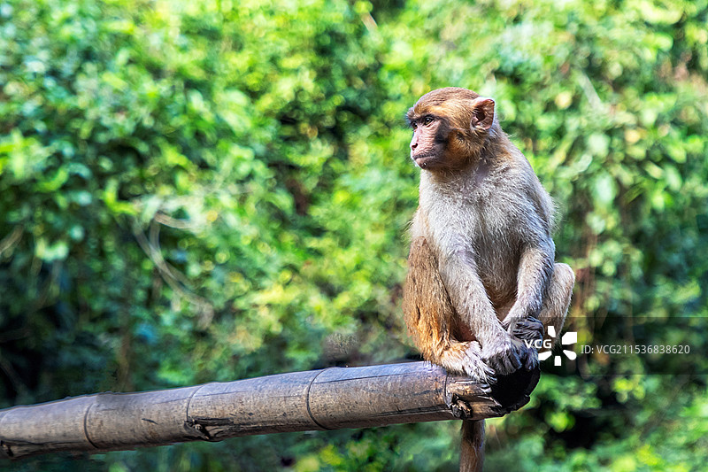 西双版纳原始森林公园景区图片素材
