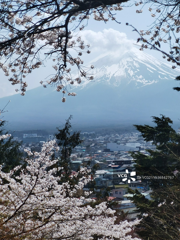 樱花和富士山图片素材