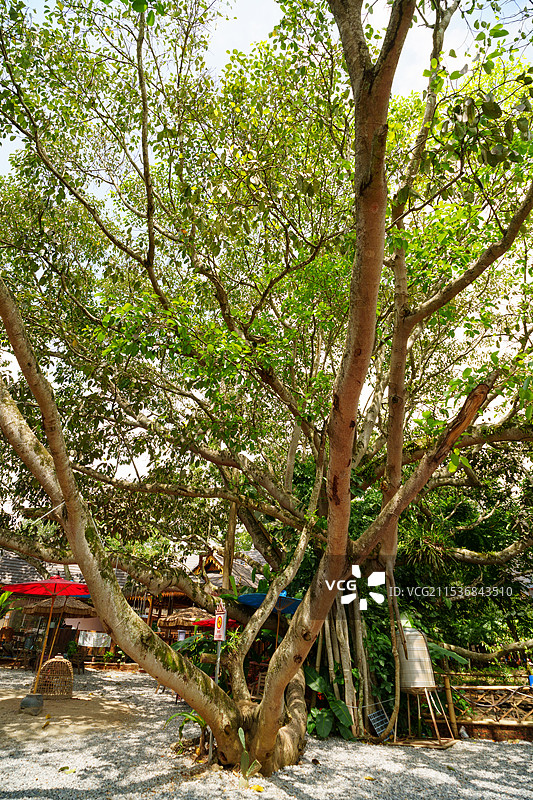 巨大的菩提树图片素材