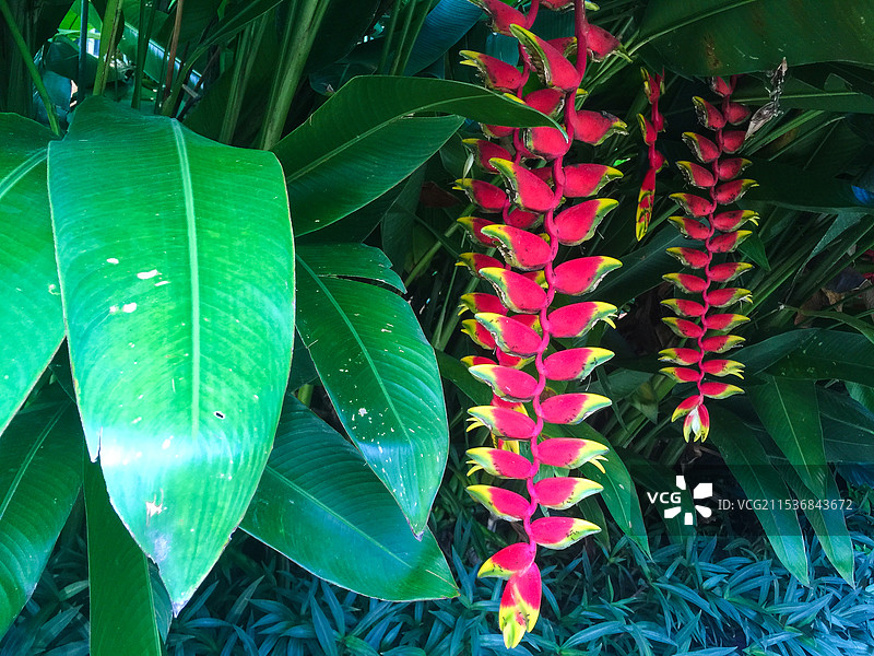 热带植物蝎尾蕉图片素材