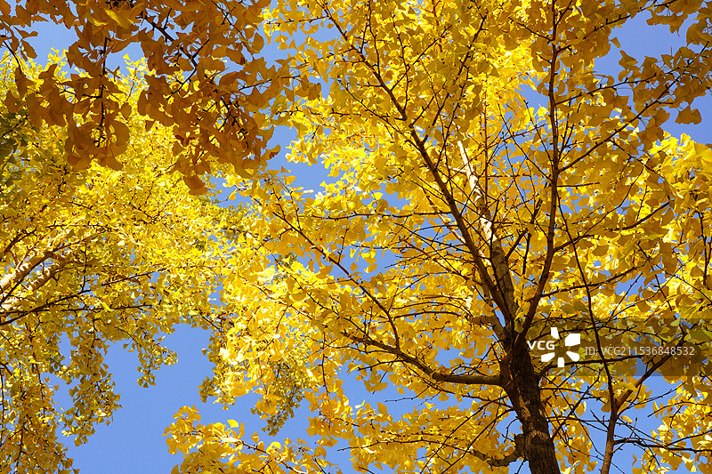 秋天枝繁叶茂的金黄色银杏树图片素材