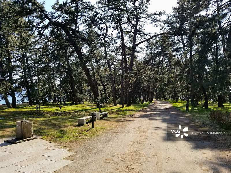 日本京都府宫津市，日本三景之一的天桥立的松原图片素材