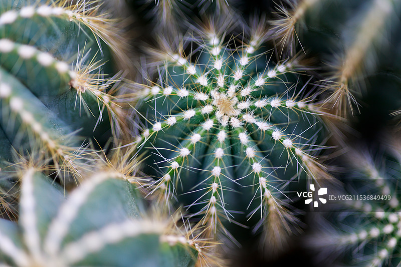 仙人球图片素材