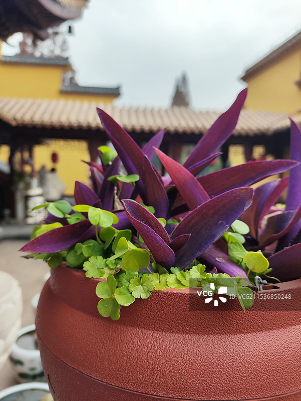 盆栽植物特写图片素材