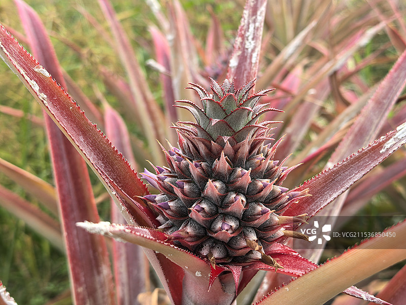 开花期的凤梨图片素材