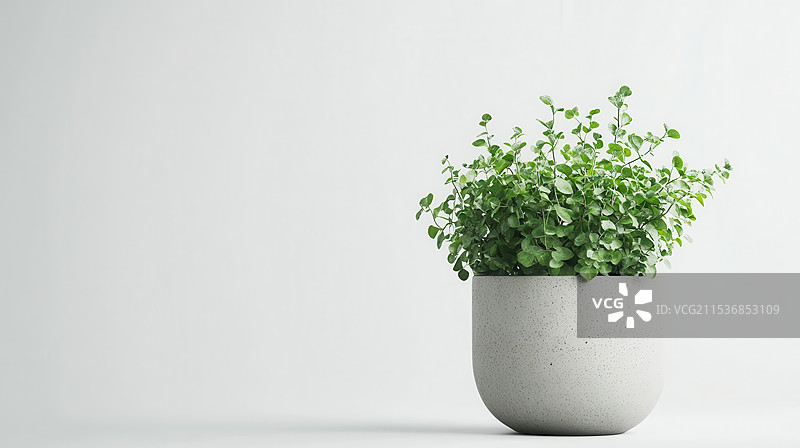 自然绿色盆栽绿植图片素材