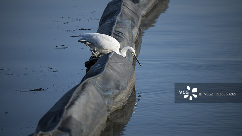 白鹭捉鱼图片素材
