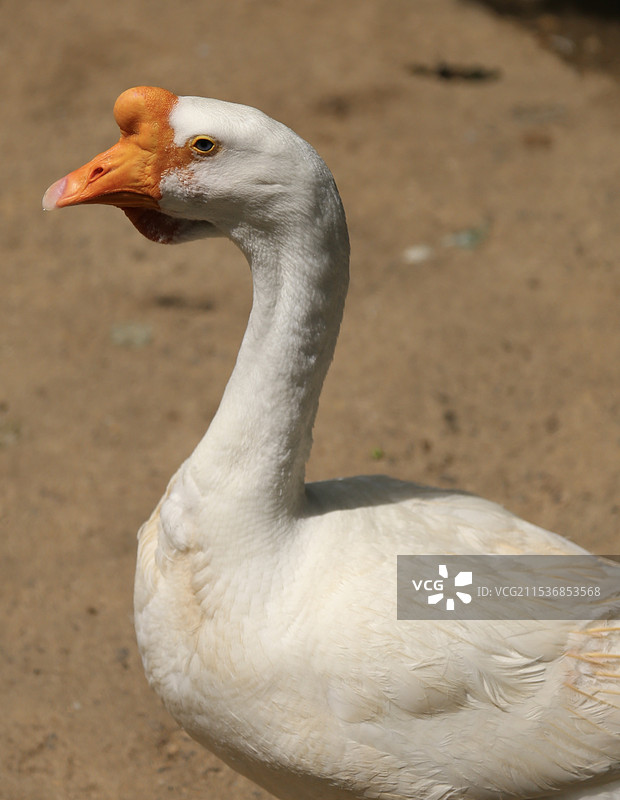 鹅的特写镜头图片素材