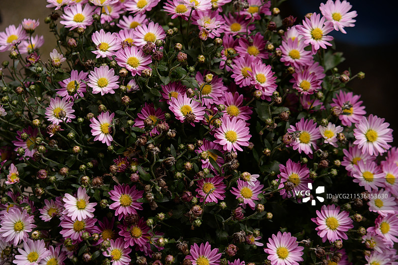 DSC_0282图片素材