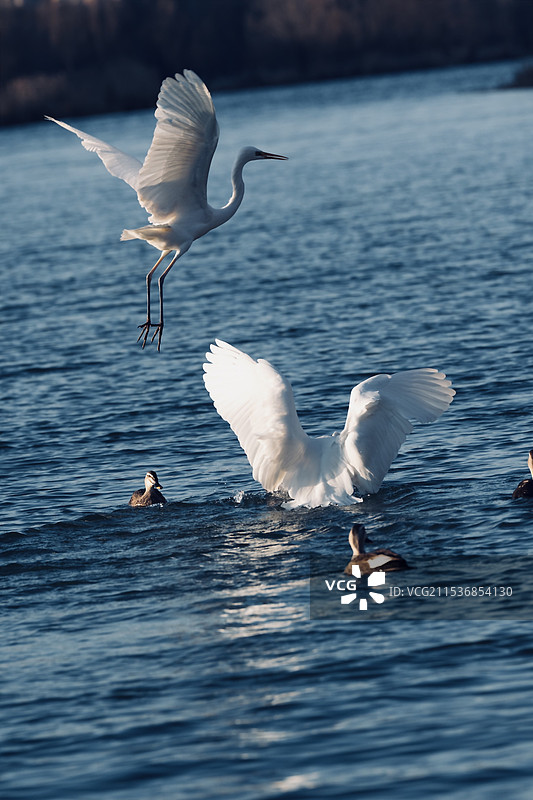白鹭双双飞图片素材