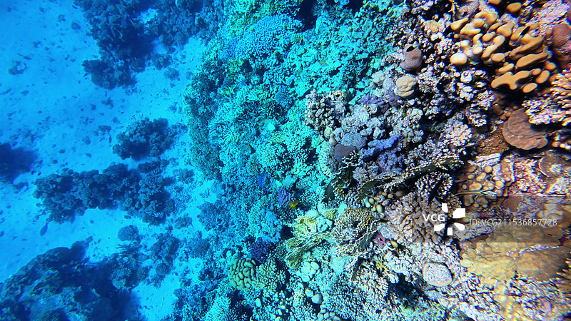 非洲埃及红海浮潜水肺潜水图片素材