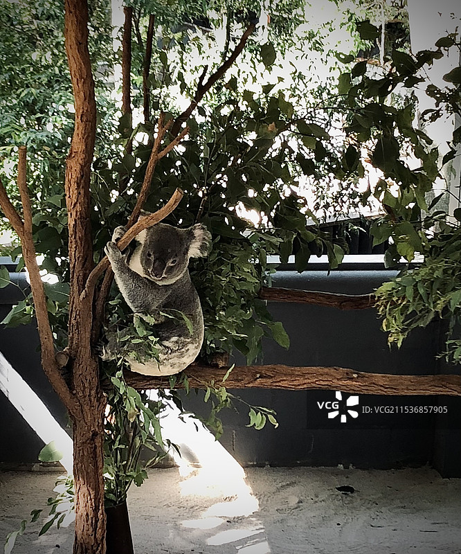 树上树袋熊的特写镜头图片素材