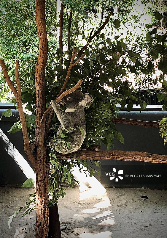 树干上的考拉 树袋熊图片素材