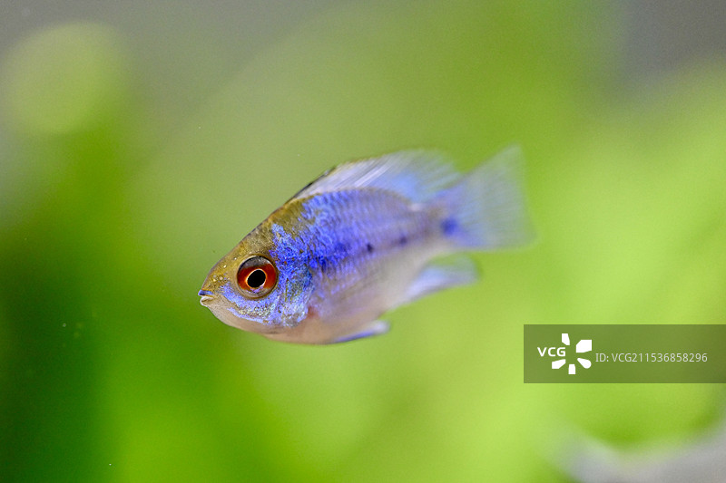 金波子阿凡达的特写镜头图片素材