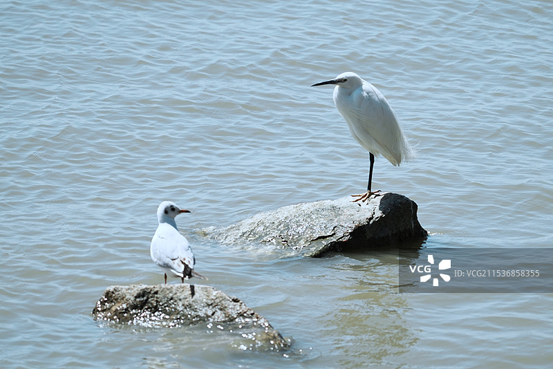 蓦然回首，那厮在我身后图片素材