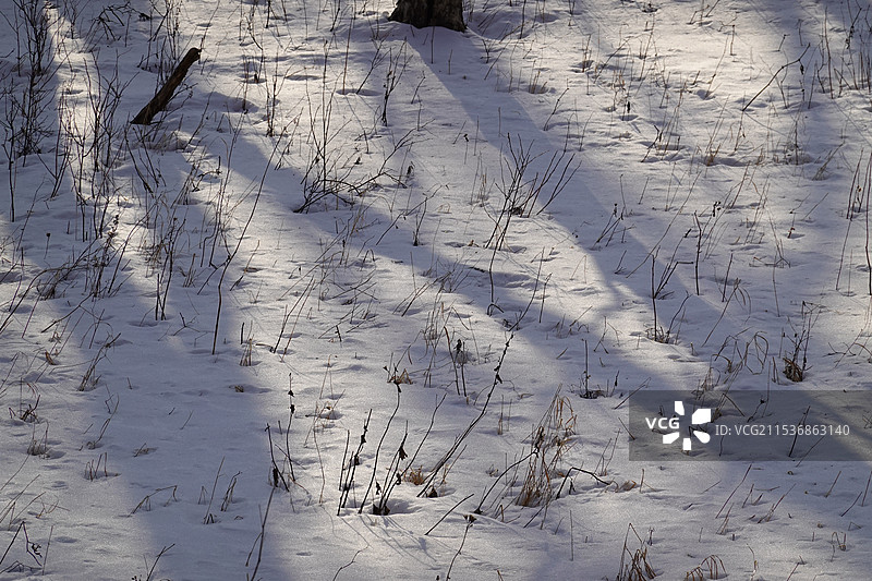 雪地浮金图片素材
