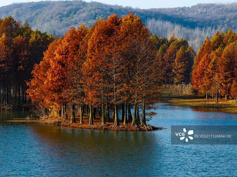 美丽的冬日生态画卷-航拍江苏省淮安市盱眙县的清晨晨阳照耀下湛蓝色湖水中的天泉湖红色落羽杉林群图片素材