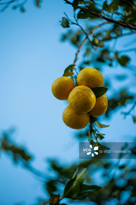 挂在树上的橘子特写图片素材