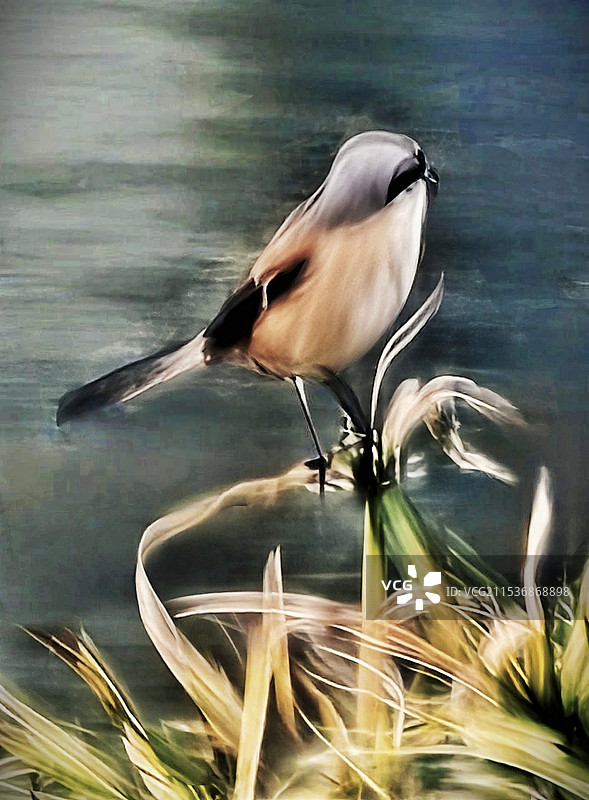 野草上的小鸟图片素材