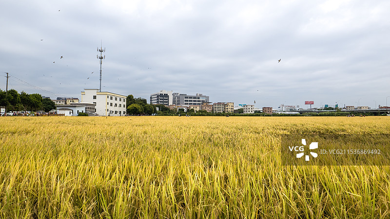 广东广州秋天金黄色的稻田图片素材