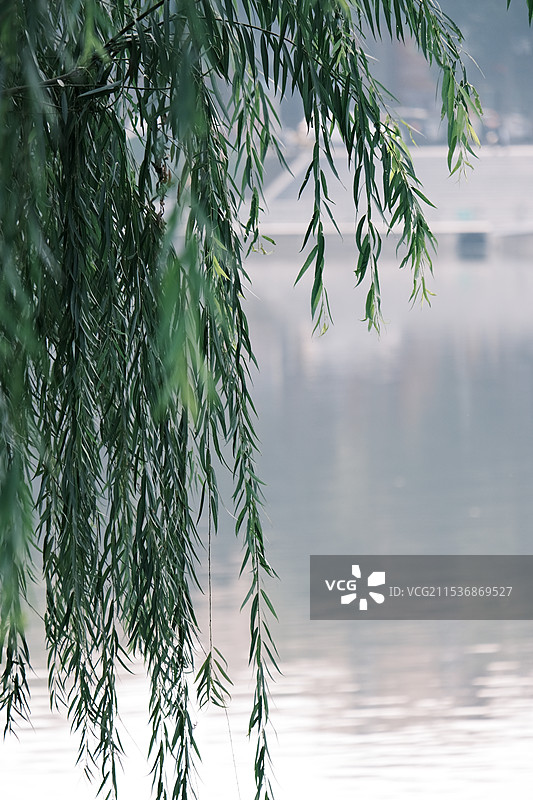 垂柳图片素材