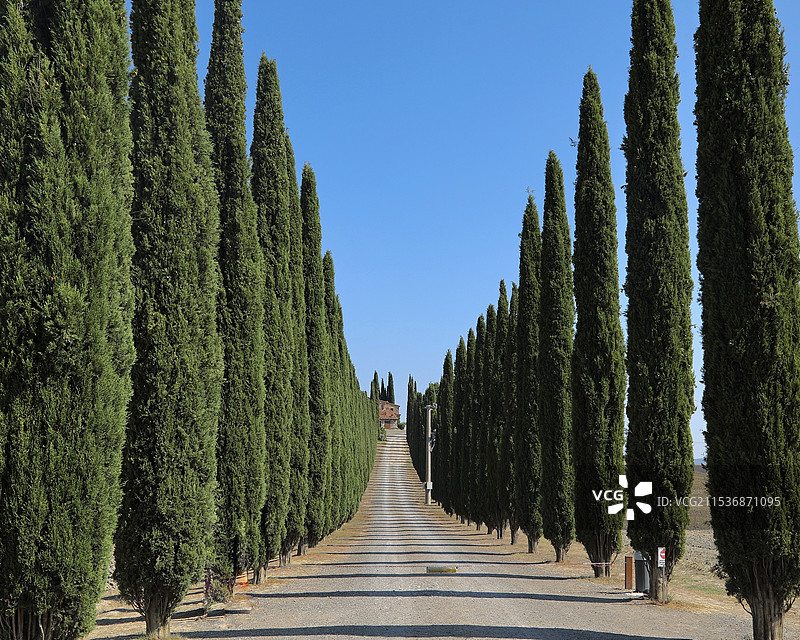 托斯卡纳丝柏树图片素材